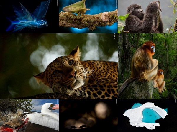Những bức ảnh thiên nhiên và động vật hoang dã đẹp nhất năm 2018