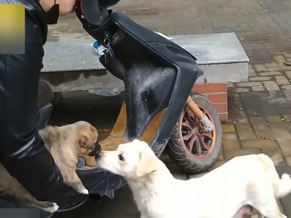 Đuổi theo hôn tạm biệt con, cô chó gây xúc động với cảnh chia ly đượm tình mẫu tử