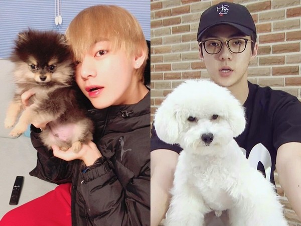 Làm thú cưng của Idol K-Pop thật thích, nổi tiếng không kém gì chủ