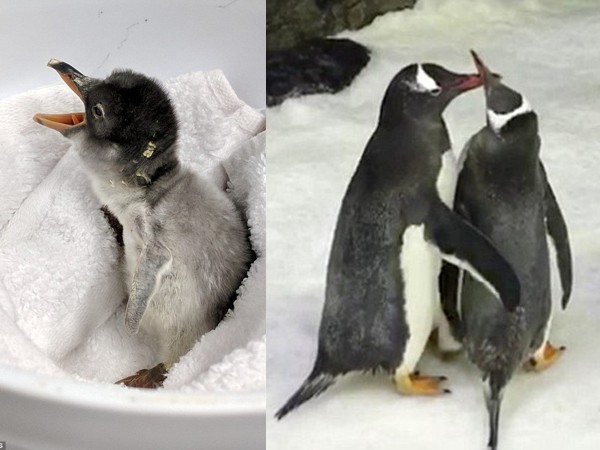 Cuối cùng, cặp chim cánh cụt đồng tính này cũng được làm cha mẹ