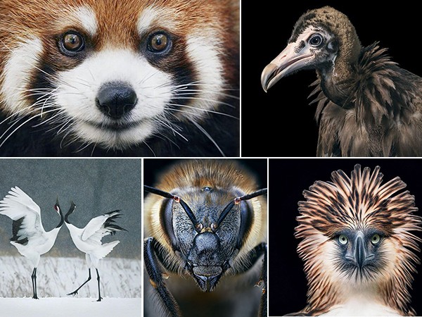Những bức ảnh độc đáo về những loài vật có nguy cơ bị tuyệt chủng