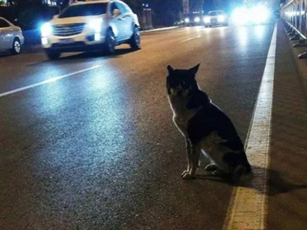 Dân mạng phát sốt với chú chó trung thành đứng đợi chủ nhân 80 ngày