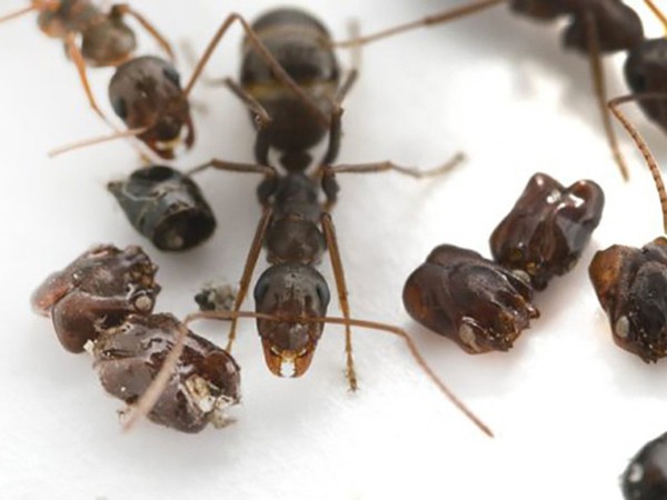 Kì lạ loài kiến thích “sưu tầm” đầu loài kiến khác để… trang trí tổ