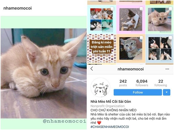 Nhà mèo mồ côi - "mái ấm" trên Instagram dành riêng cho những chú mèo hoang ở Sài Gòn