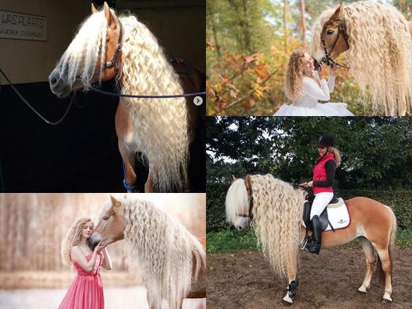 Chú ngựa trở thành sao trên mạng xã hội nhờ có bờm đẹp như mái tóc nàng Rapunzel