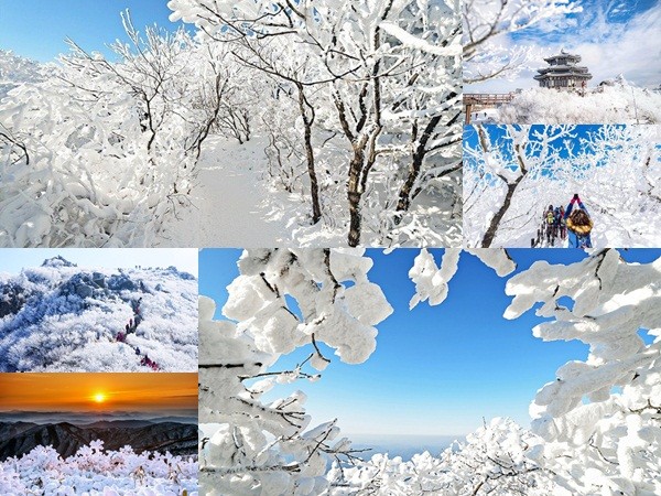 Khu rừng tuyết trắng như trong cổ tích ở Hàn Quốc