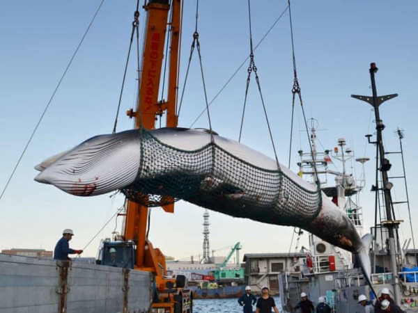 Mặc quốc tế phản đối, Nhật Bản vẫn tuyên bố trở lại đánh bắt cá voi vì mục đích thương mại