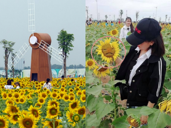 Khung cảnh thực tế của vườn hướng dương ở Sài Gòn: Giới trẻ chen chúc check-in với... hoa héo
