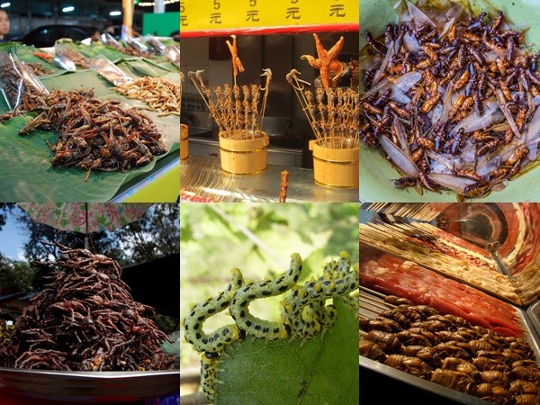 11 loài côn trùng bạn hoàn toàn có thể ăn được