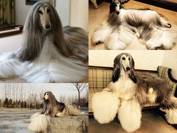 Chú chó tuyệt sắc có bộ lông dài mượt yêu kiều trở thành "mẫu ảnh chuyên nghiệp"