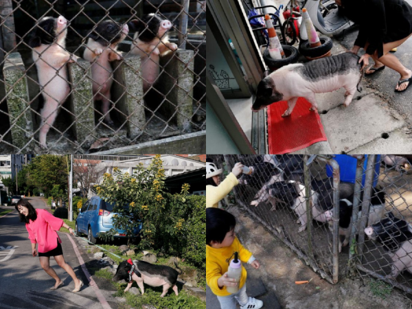 Năm con heo, giới trẻ Đài Loan cũng có trào lưu mới nuôi heo làm thú cưng "chất chơi"