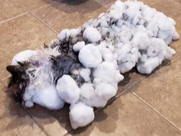 Mỹ: Chú mèo may mắn bất ngờ “tái sinh” sau khi bị… đông cứng
