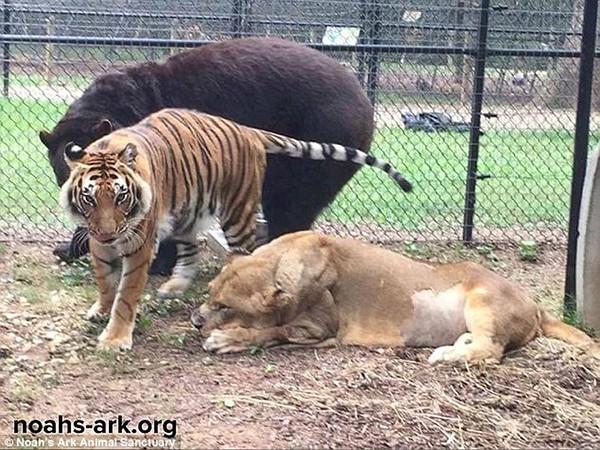 Hy hữu tình bạn hơn 10 năm của bộ ba gấu, hổ và sư tử