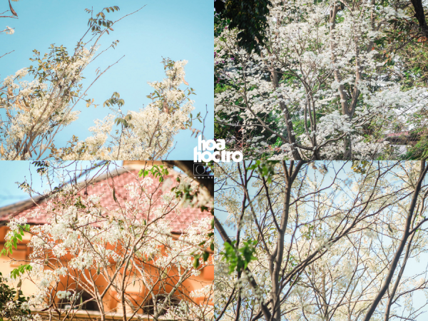 Cuối tháng Hai, Hà Nội đẹp dịu dàng mùa hoa sưa trắng tinh khôi