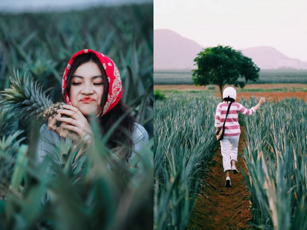 Phát hiện cánh đồng dứa mới toanh ở Ninh Bình với 1001 góc sống ảo đẹp "cháy máy"