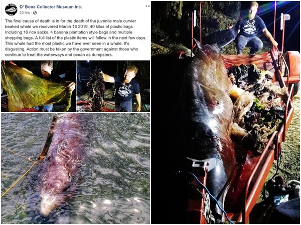 40 kí nhựa được tìm thấy trong dạ dày của chú cá voi chết ở thung lũng Compostela, Philippines