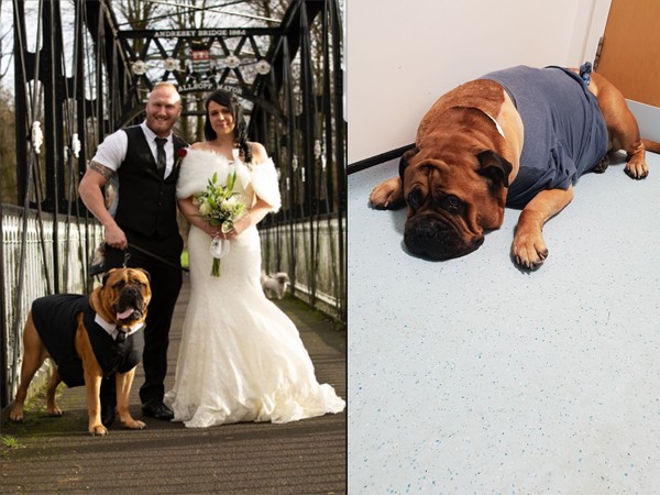 Cặp đôi gấp rút làm đám cưới để chú chó cưng có thể được tham dự