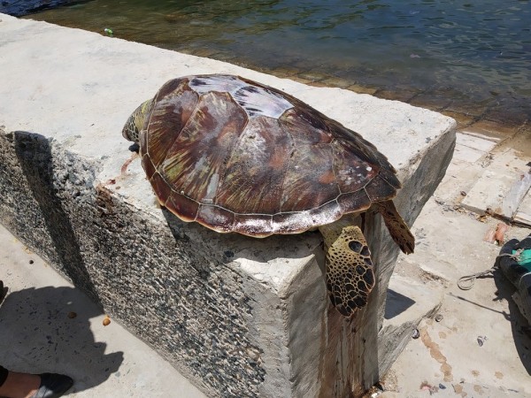 Phát hiện cá thể rùa biển quý, có nguy cơ bị tuyệt chủng trôi dạt vào bờ biển Ninh Thuận