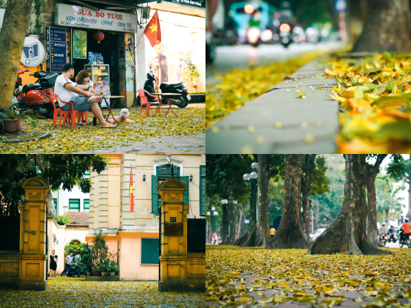Đẹp ngỡ ngàng mùa sấu thay lá đổ vàng rực cả con đường lãng mạn nhất Hà Nội