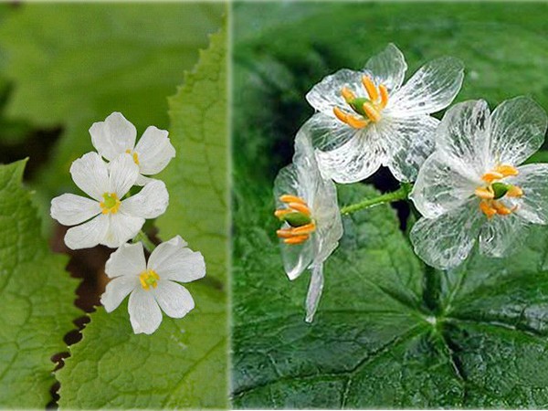 Hoa xương bí ẩn - loài hoa trở nên trong suốt mỗi khi trời mưa 