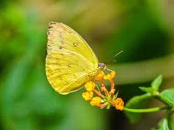 9 năm sau ngày mẹ mất, chàng trai này được một chú bướm vàng kỳ lạ ghé thăm!