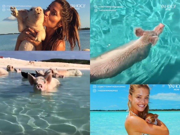 Câu chuyện thú vị về những chú lợn bơi nổi tiếng thế giới