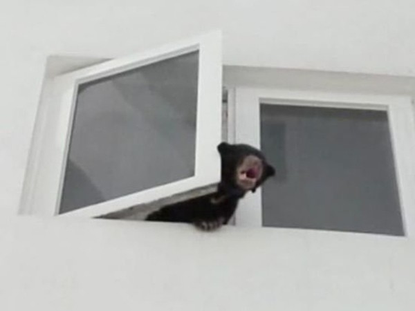 Ca sĩ Malaysia mang gấu về nhà nuôi vì "nhầm" là chó