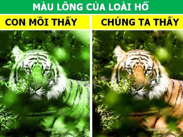 Những đặc điểm tưởng vô dụng lại là vũ khí ưu việt của động vật!