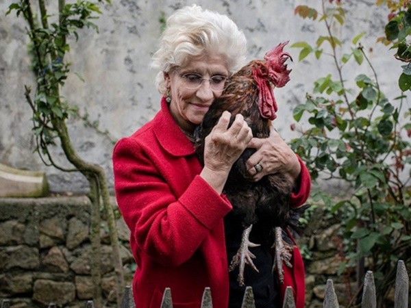 Cả nước Pháp đang tranh cãi về quyền gáy của một con gà trống