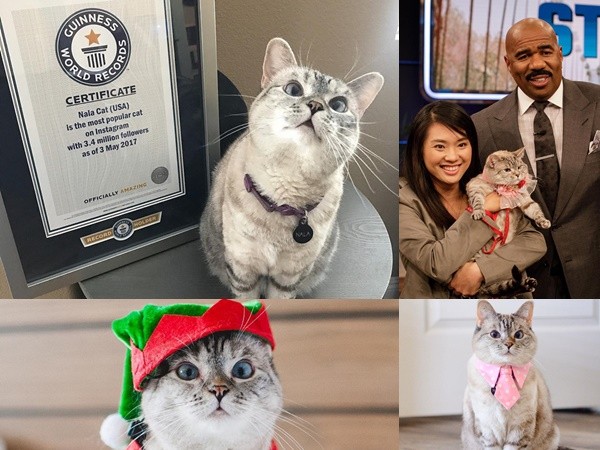 Cô mèo giữ kỷ lục Guinness, giúp chủ kiếm từ 8.000 USD/post trên mạng