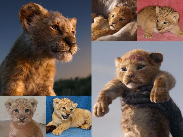 Vẻ dễ thương của Bahati, "vua sư tử" Simba ngoài đời thực