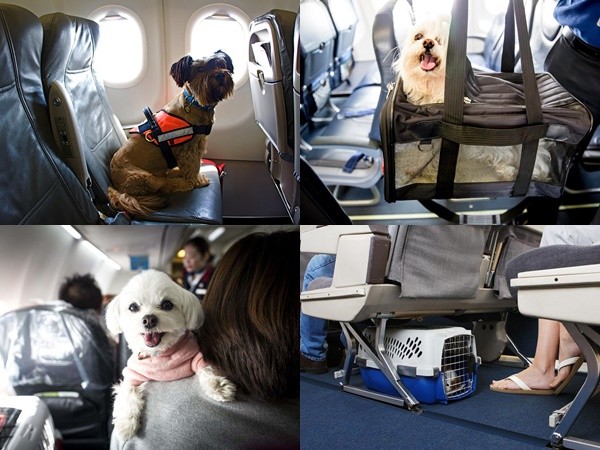 7 hãng bay nổi tiếng cho phép bạn du lịch muôn nơi cùng thú cưng