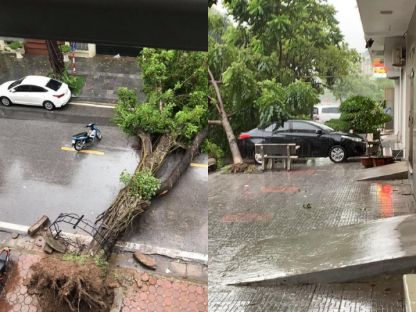 Hú hồn hình ảnh người đi đường thoát nạn trong gang tấc vì cây đổ do mưa bão ở Hà Nội