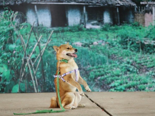 Việt Nam có phim điện ảnh đầu tiên về động vật với diễn viên chính cưng hết nấc