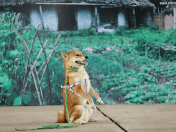 Nhà sản xuất phản hồi tranh cãi về vai diễn của chú chó Nhật trong phim "Cậu Vàng"