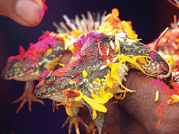 Sau 2 tháng cưới nhau, cặp ếch Ấn Độ buộc ly hôn vì mưa quá nhiều