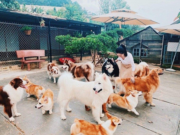 Quán cà phê gần 40 con chó hút khách ở Đà Lạt