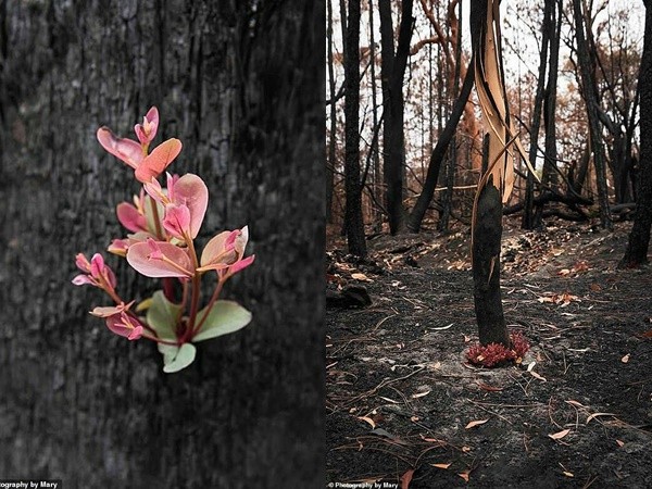 Sức mạnh của mẹ thiên nhiên thật đáng nể: Chồi non mọc giữa gốc cây cháy ở Australia