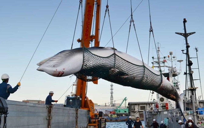 Nhật Bản tuyên bố trở lại đánh bắt cá voi vì mục đích thương mại